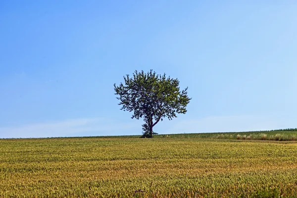 Eenzame boom op de weide — Stockfoto