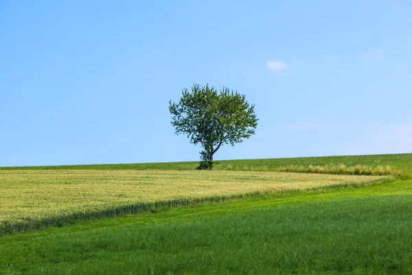 Osamělý strom na louce — Stock fotografie