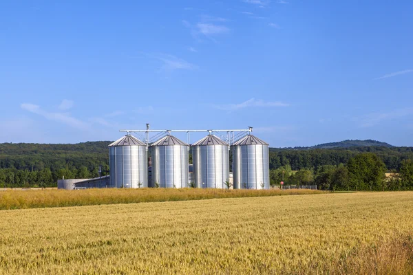 Четыре серебряных бункера на кукурузном поле — стоковое фото