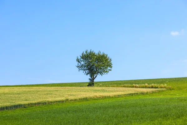Eenzame boom op de weide — Stockfoto