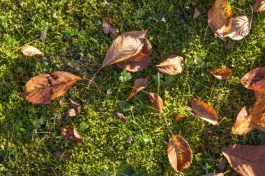 yapraklar yeşil çim Bahçe