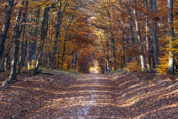 Krásný les v Babí léto světla na podzim — Stock fotografie