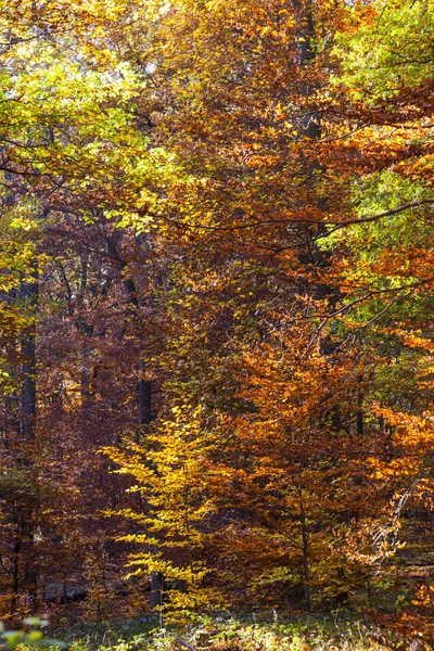 Beautiful forest in indian summer light in autumn — Stock Photo, Image