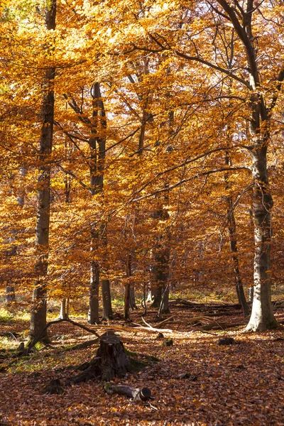 Hermoso bosque en la luz india de verano en otoño —  Fotos de Stock