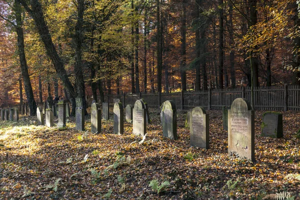 Velho cemitério judeu na floresta de carvalho — Fotografia de Stock