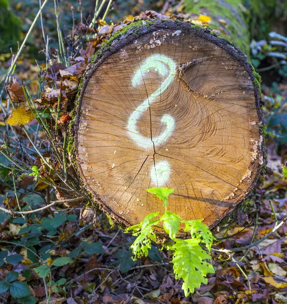 Ormanda boyalı soru işareti ile — Stok fotoğraf