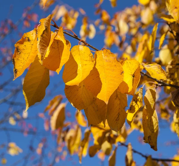 Golden autumn leaves hanging at the tree with blue sky — Stock Photo, Image