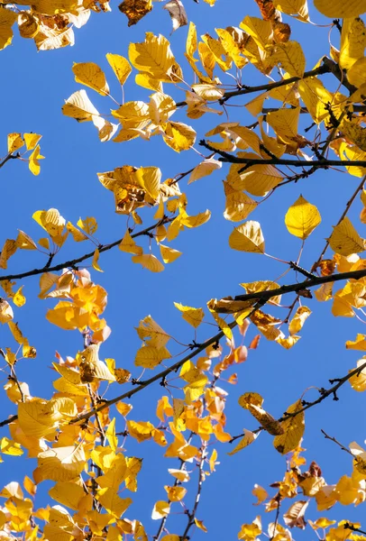 Hojas doradas de otoño colgando en el árbol con el cielo azul —  Fotos de Stock