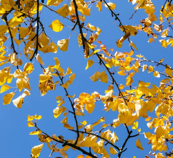 Folhas de outono douradas penduradas na árvore com céu azul — Fotografia de Stock