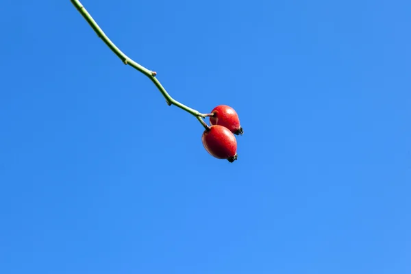 青い空の下で赤いバラのヒップ — ストック写真