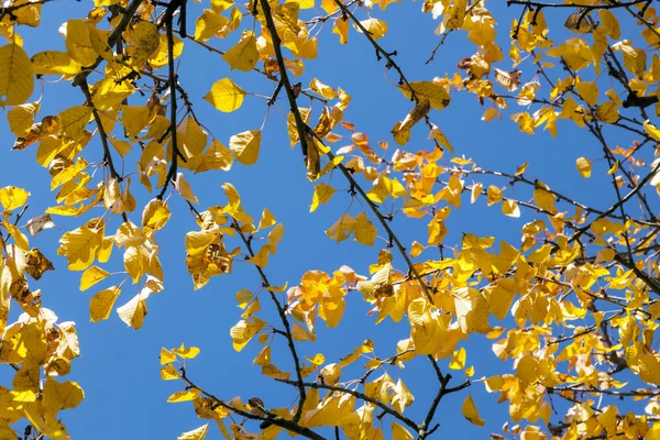 Gyllene höstlöv hängande vid trädet med blå himmel — Stockfoto