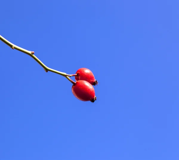 Red rose hip under blue sky — Stock Photo, Image