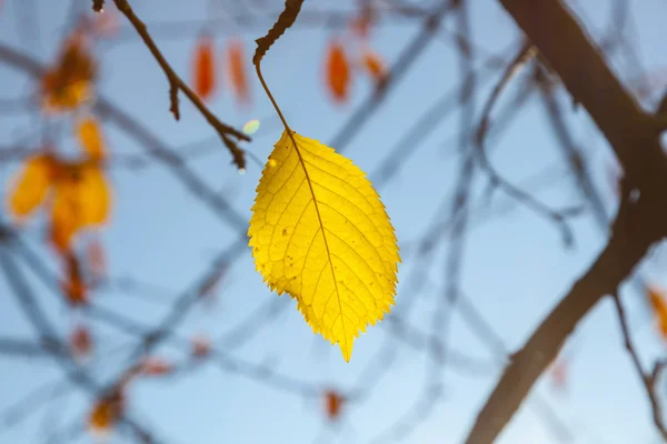 Gelbe Herbstblätter hängen am Baum — Stockfoto