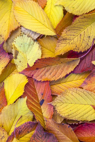 Herbstblätter liegen im verblassten Laub — Stockfoto