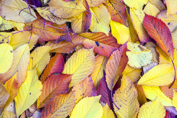 autumn leaves lying in the faded foliage