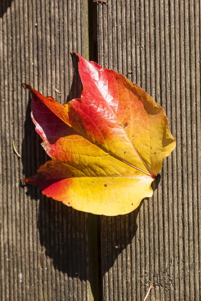 Herfstbladeren liggen in de vervaagde gebladerte — Stockfoto