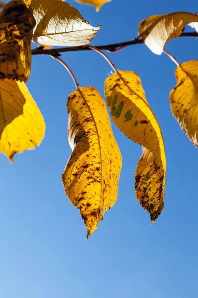バーチの木にぶら下がって黄色の紅葉 — ストック写真