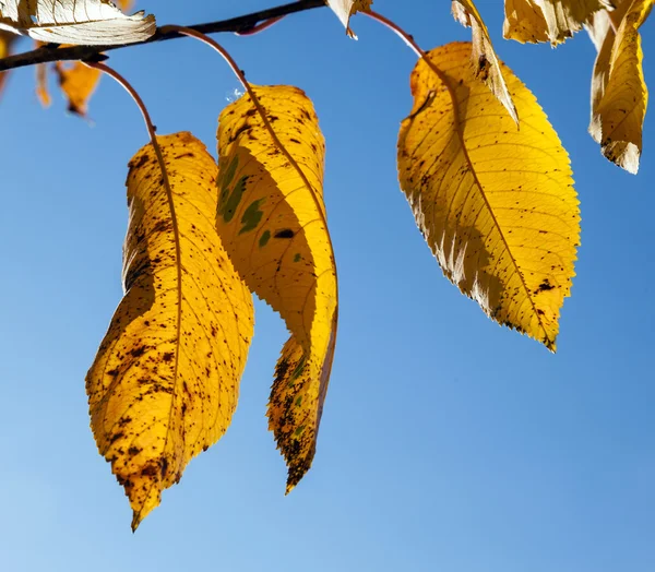 Yellow autumn leaves hanging at the birch tree — Stock Photo, Image