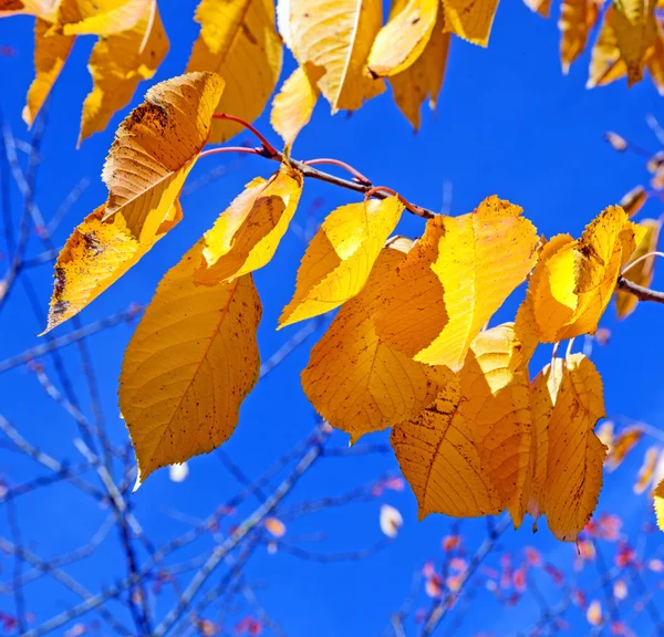 Hojas amarillas de otoño colgando en el abedul — Foto de Stock