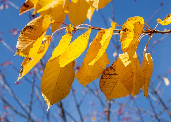 Yellow autumn leaves hanging at the birch tree — Stock Photo, Image