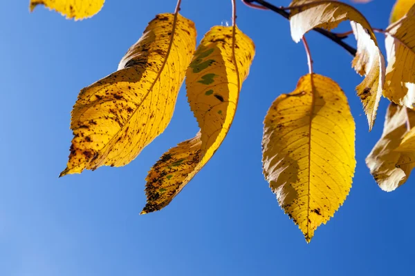 Hojas amarillas de otoño colgando en el abedul —  Fotos de Stock