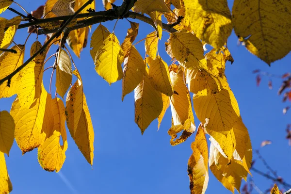 Yellow autumn leaves hanging at the birch tree — Stock Photo, Image