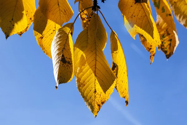 Folhas de outono amarelas penduradas na bétula — Fotografia de Stock