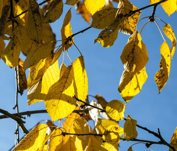 Yellow autumn leaves hanging at the tree — Stock Photo, Image
