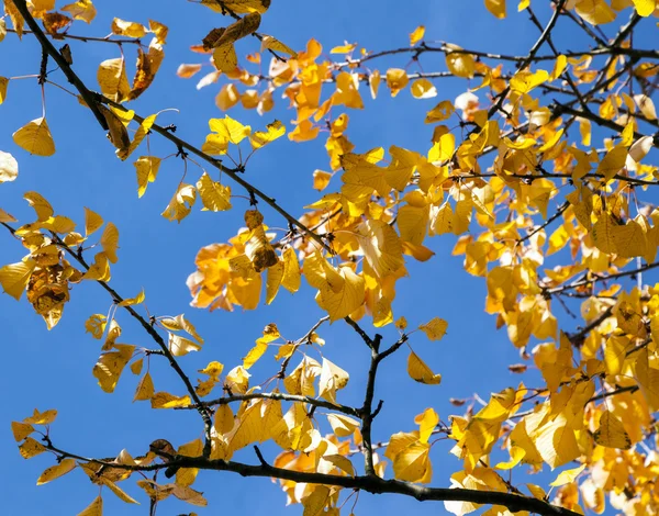 Hojas amarillas de otoño colgando en el árbol —  Fotos de Stock