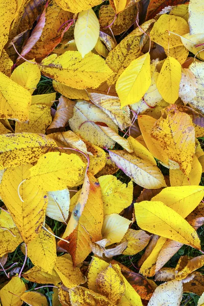 Hojas amarillas naranjas de otoño que yacen en el follaje descolorido — Foto de Stock