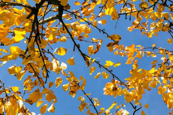 Желтые осенние листья висят на дереве — стоковое фото
