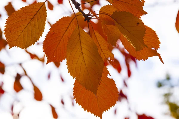 Folhas de outono deitado na folhagem desbotada — Fotografia de Stock