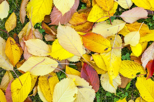 Podzimní listí ležící v vybledlé listy — Stock fotografie