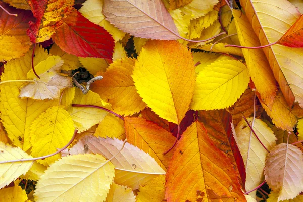 Hojas de otoño yaciendo en el follaje desvanecido —  Fotos de Stock