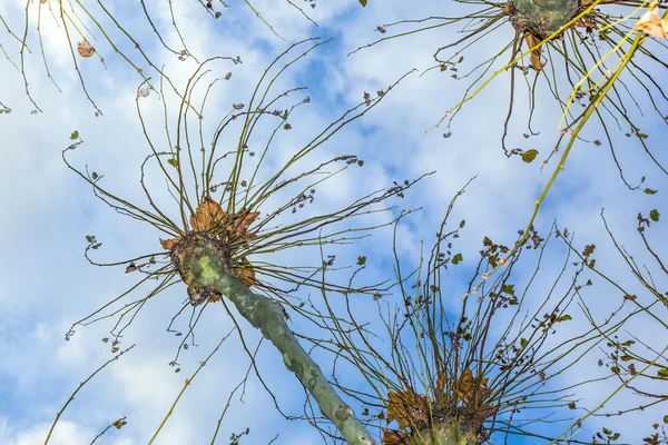 Crown of plane trees with blue sky — Stock Photo, Image