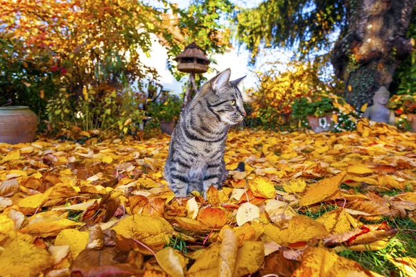 Gato paseando por el jardín con follaje — Foto de Stock