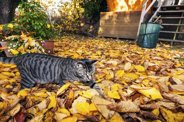 Кошка бродит по саду с листьями — стоковое фото