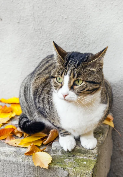Lindo gato sentado y viendo el jardín — Foto de Stock