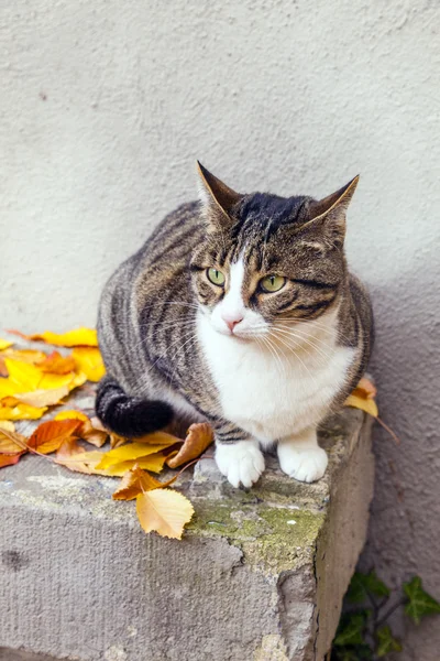 Carino gatto seduto e guardando il giardino — Foto Stock