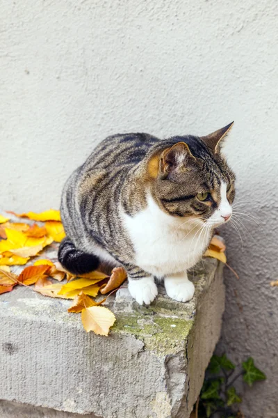 귀여운 고양이 앉아서 보고 정원 — 스톡 사진
