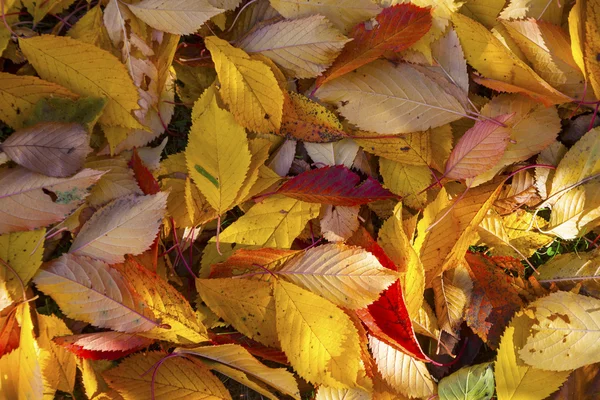 Modello di fogliame al suolo — Foto Stock