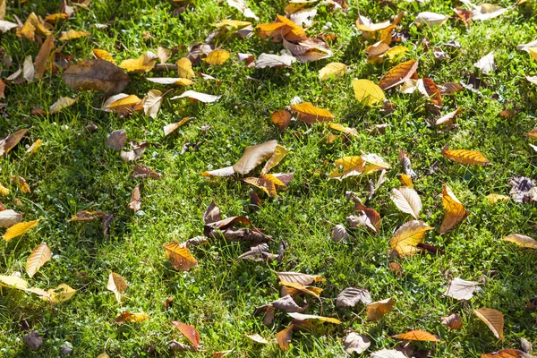 Modèle de feuillage au sol — Photo