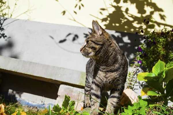 Симпатичная кошка в саду — стоковое фото