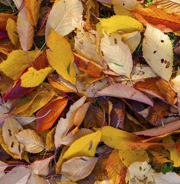 Mönster av blad i indiska sommar färger — Stockfoto