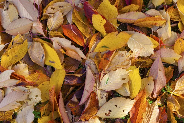 Modello di foglie nei colori dell'estate indiana — Foto Stock