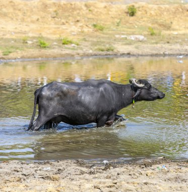 Gölde su aygırı rahatlatır