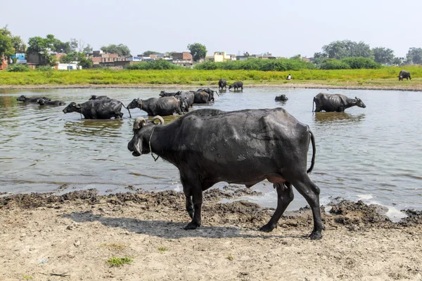 तलावात पाणी म्हशी विश्रांती — स्टॉक फोटो, इमेज