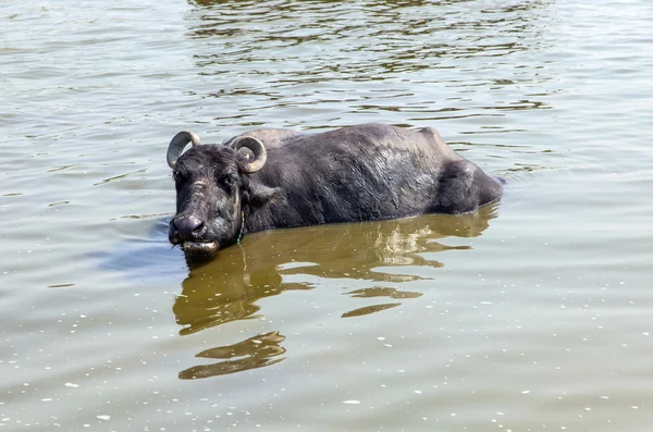 Water buffalo relaxes in the lake — Stock Photo, Image