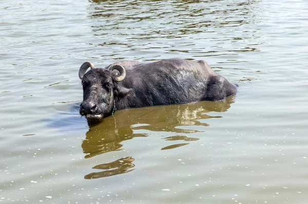 Buffle d'eau se détend dans le lac — Photo