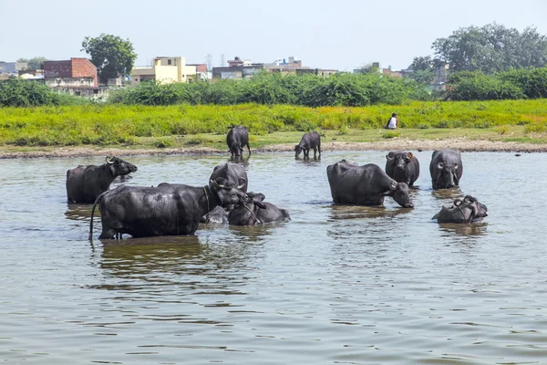 Water buffalo relaxes in the lake — Stock Photo, Image